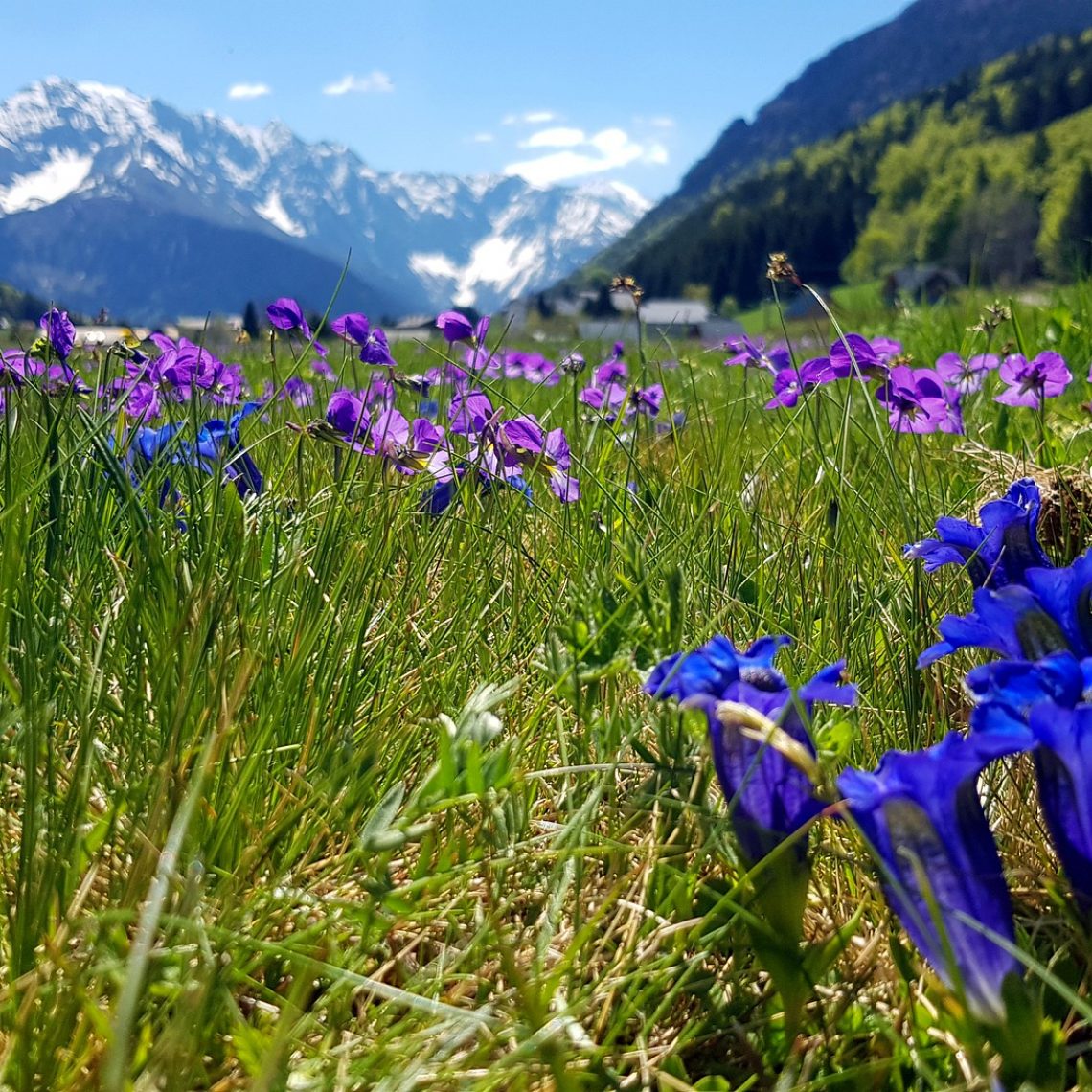 gentian-blue-4662293_1920