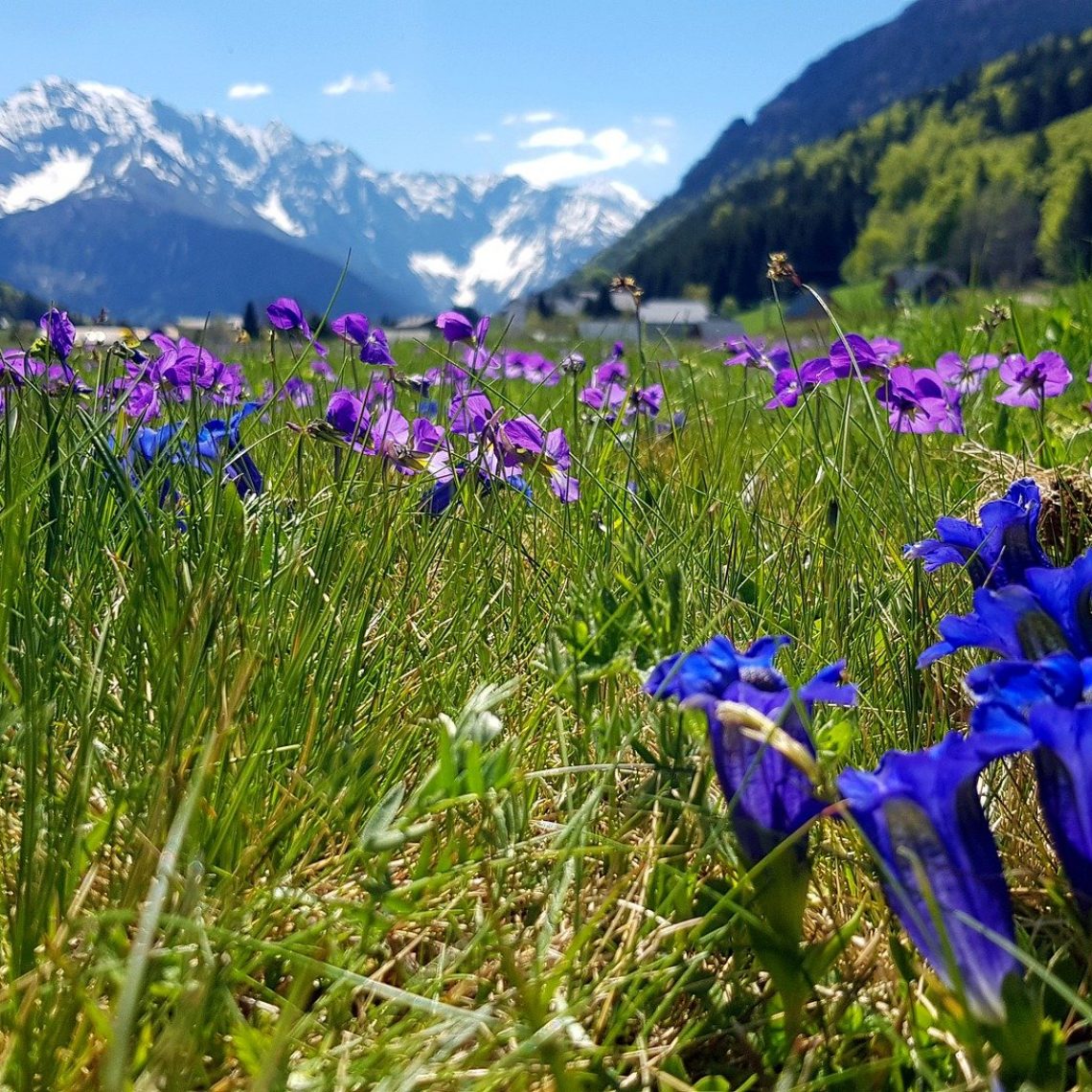 gentian-blue-4662293_1920-2
