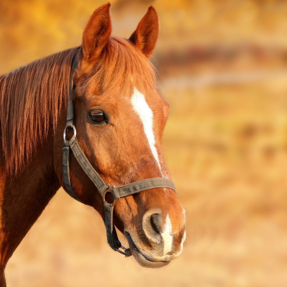 horse-1201143_1920